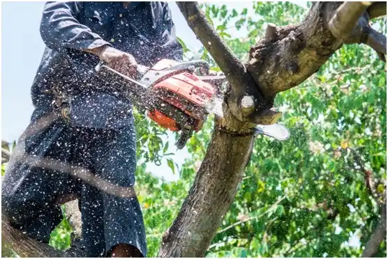 tree services Vashon